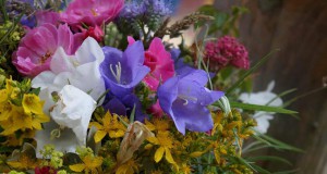 Blumen | Seitenheader