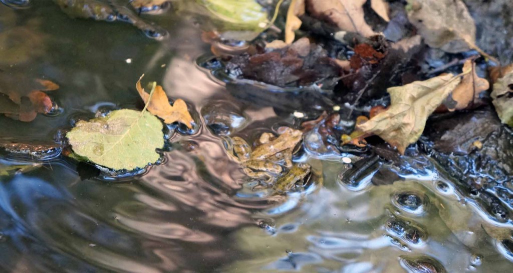 Waldgruppen | Seitenheader