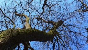 Winter|Baum|Seitenheader