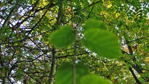 Sommer|Blaetter|Seitenheader