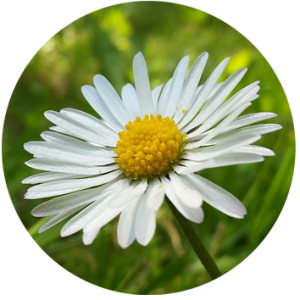 Sommer | Navigationspunkt | Rund
