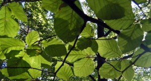 Sommer | Seitenheader