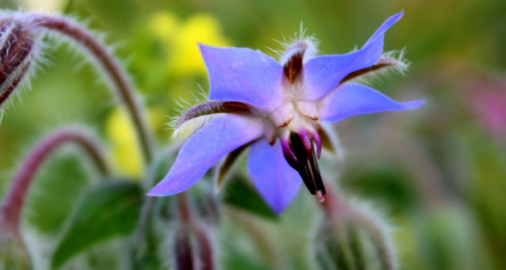Impressionen|Blumen|Feen