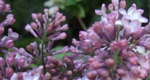 Flieder|Bume|Sommerimpression