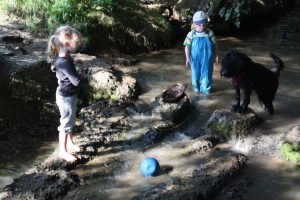 Fährtensucher|Bach|Hund