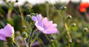 Blumen|Sommer|Impressionen