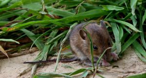 Tiere|Sommer|Zauberwaldgarten