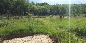 Sandplatz|Zauberwaldgartenwächst