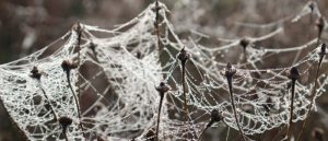 Spinnenweben|Seitenheader